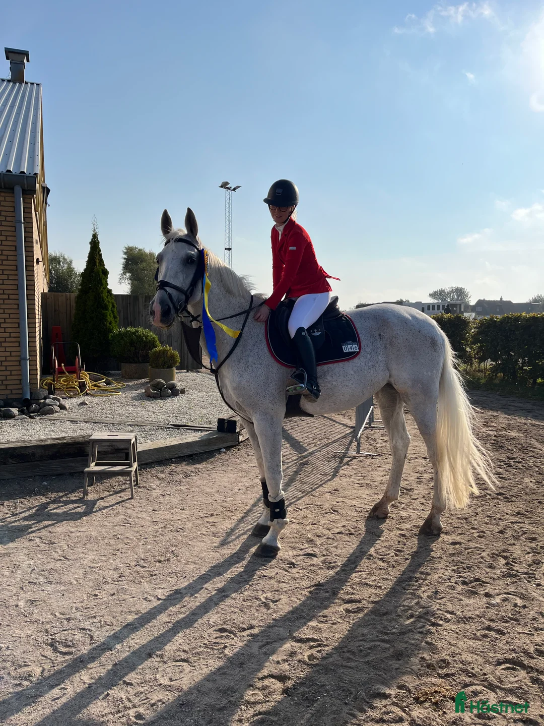 Allround hästar till salu: Världens snällaste och mest personliga häst  i Malmö - Annons 1