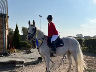 hästar Världens snällaste och mest personliga häst i Malmö - Annons 1