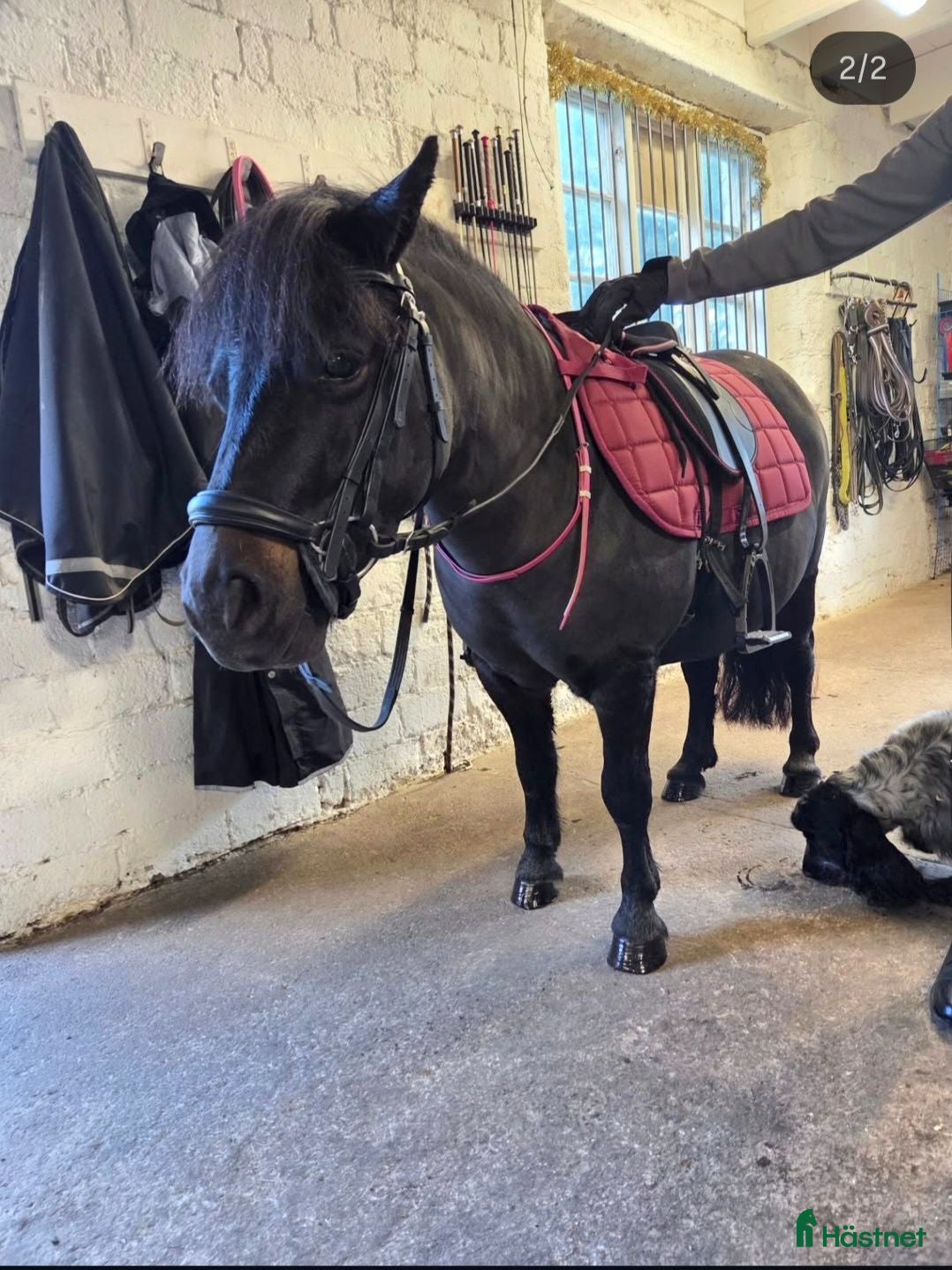 Allround hästar till salu: Snällt shettissto ❤️  - Annons 1