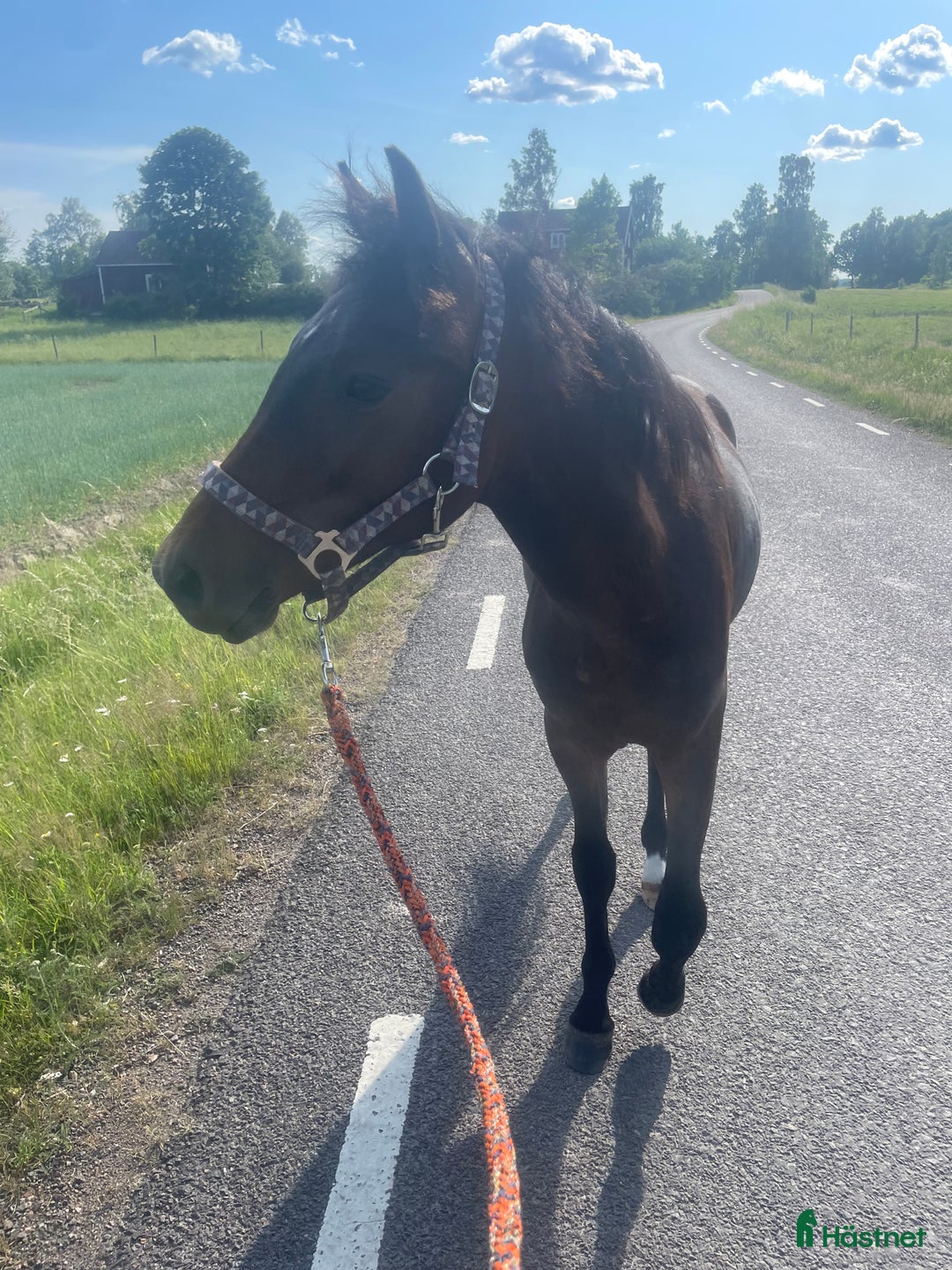 Allround hästar till salu: SUPERFIN New forest-kille till salu! i Hjortkvarn - Annons 3