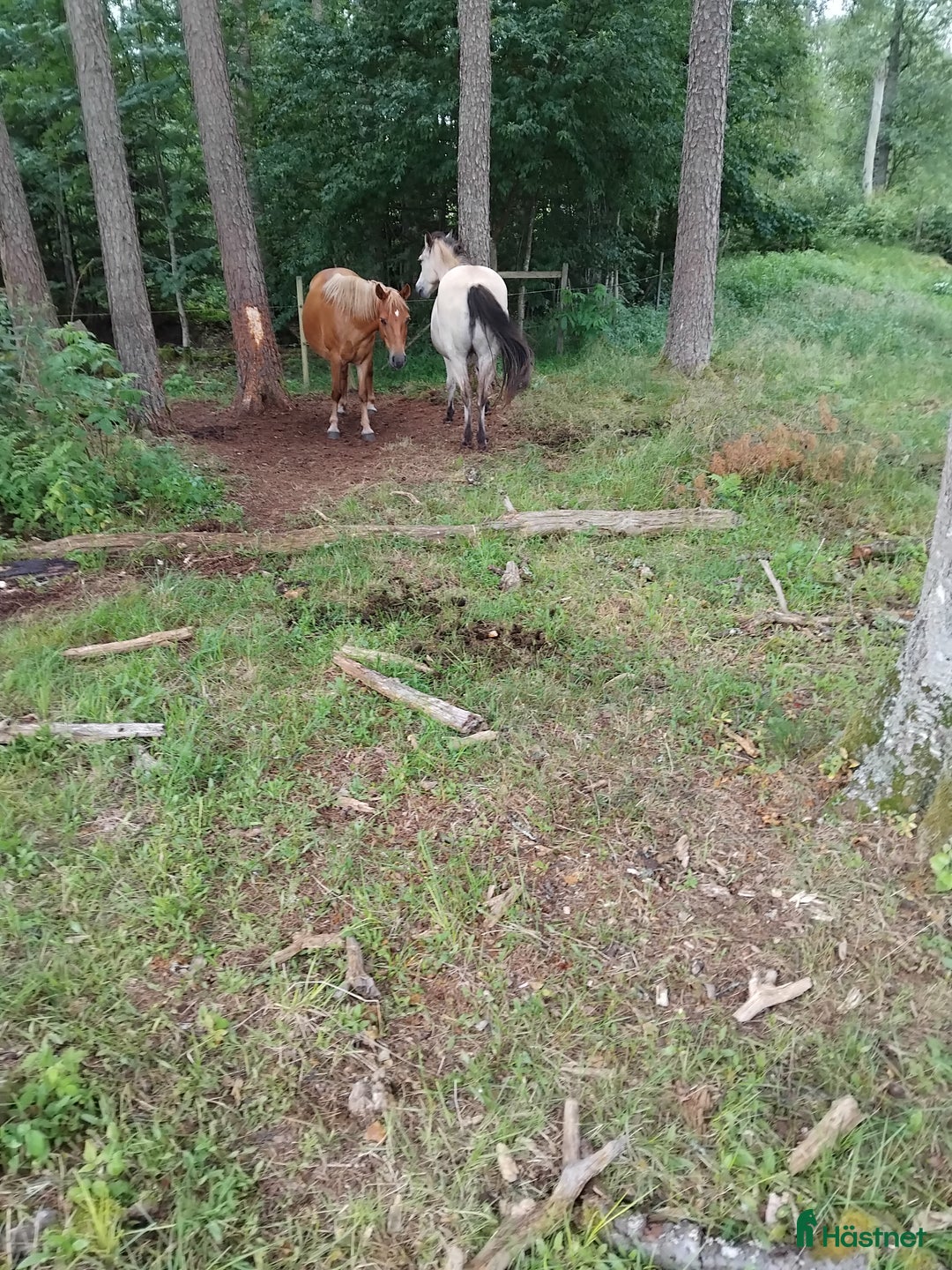 Avelshästar hästar till salu: Vår lilla russfamilj är till salu. i Månstad - Annons 2