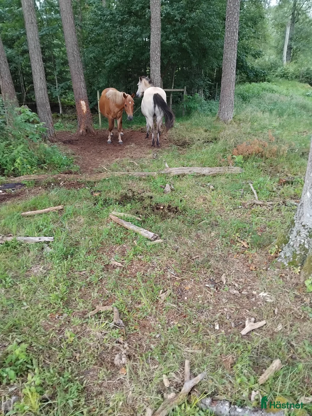 Avelshästar hästar till salu: Vår lilla russfamilj är till salu. i Månstad - Annons 2