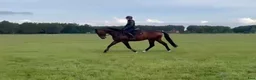 Allround hästar till salu: Gorgeous gelding  for dressage/Showjumping/hobby - Annons 2
