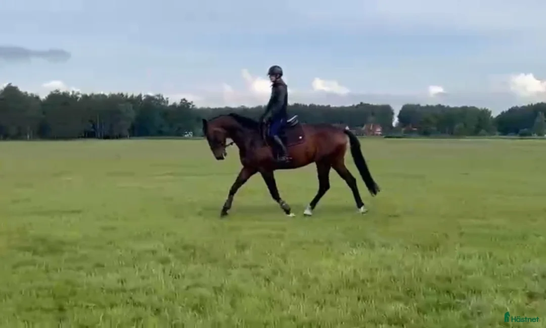 Allround hästar till salu: Gorgeous gelding  for dressage/Showjumping/hobby - Annons 2