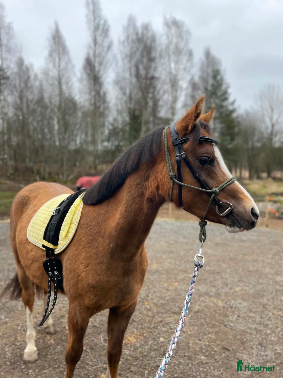Allround hästar till salu: Lovande 2-årig Welshponny sektion B för framtiden - Annons 2