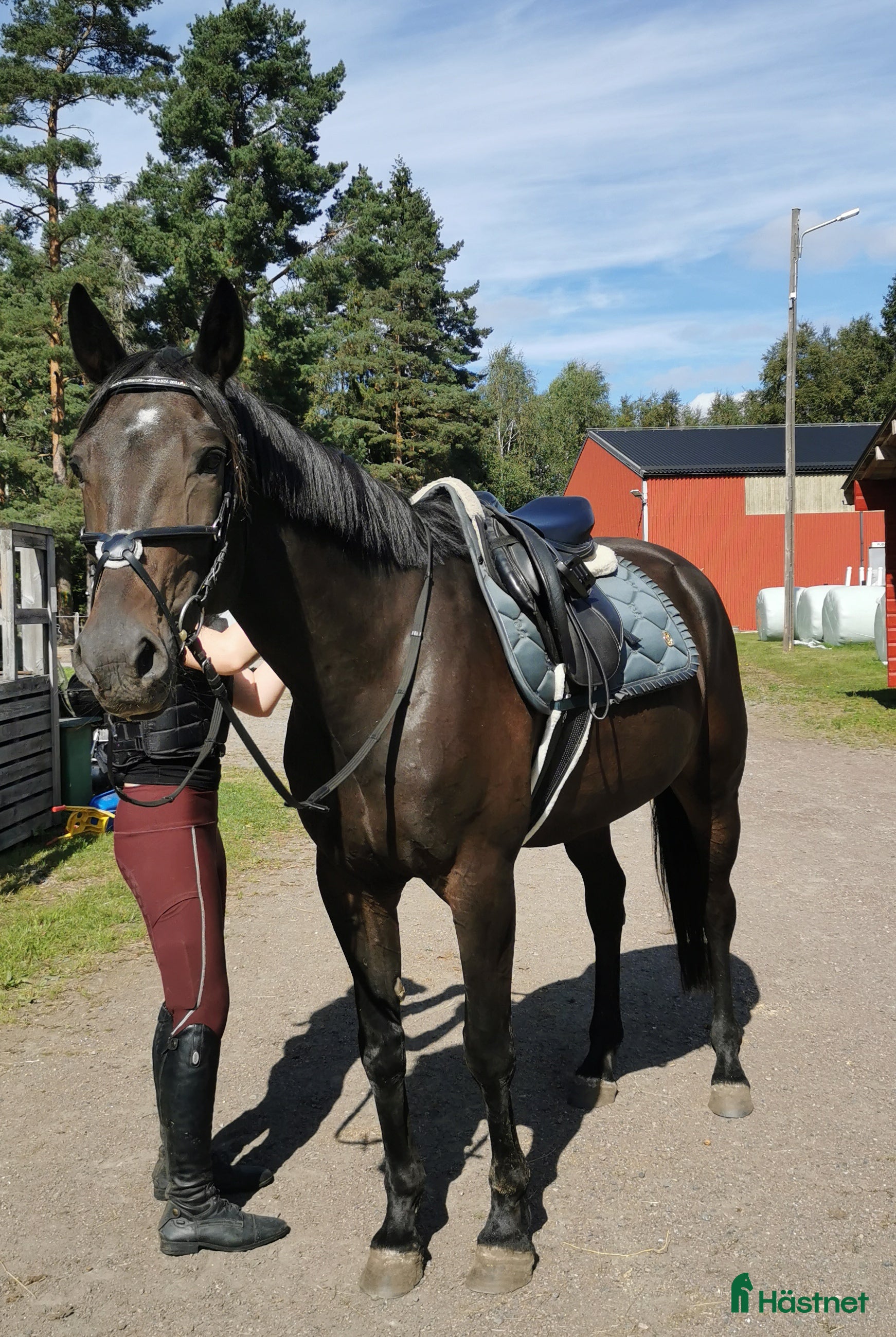  hästar Rid eller sällskap, säljes eller lånas ut  i Årjäng - Annons 13