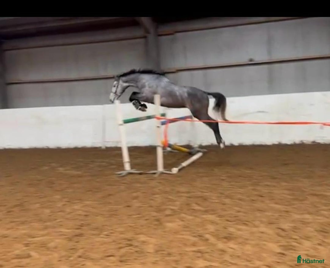 Allround hästar till salu: Trevlig unghäst att forma själv!  i Hjärtum - Annons 3