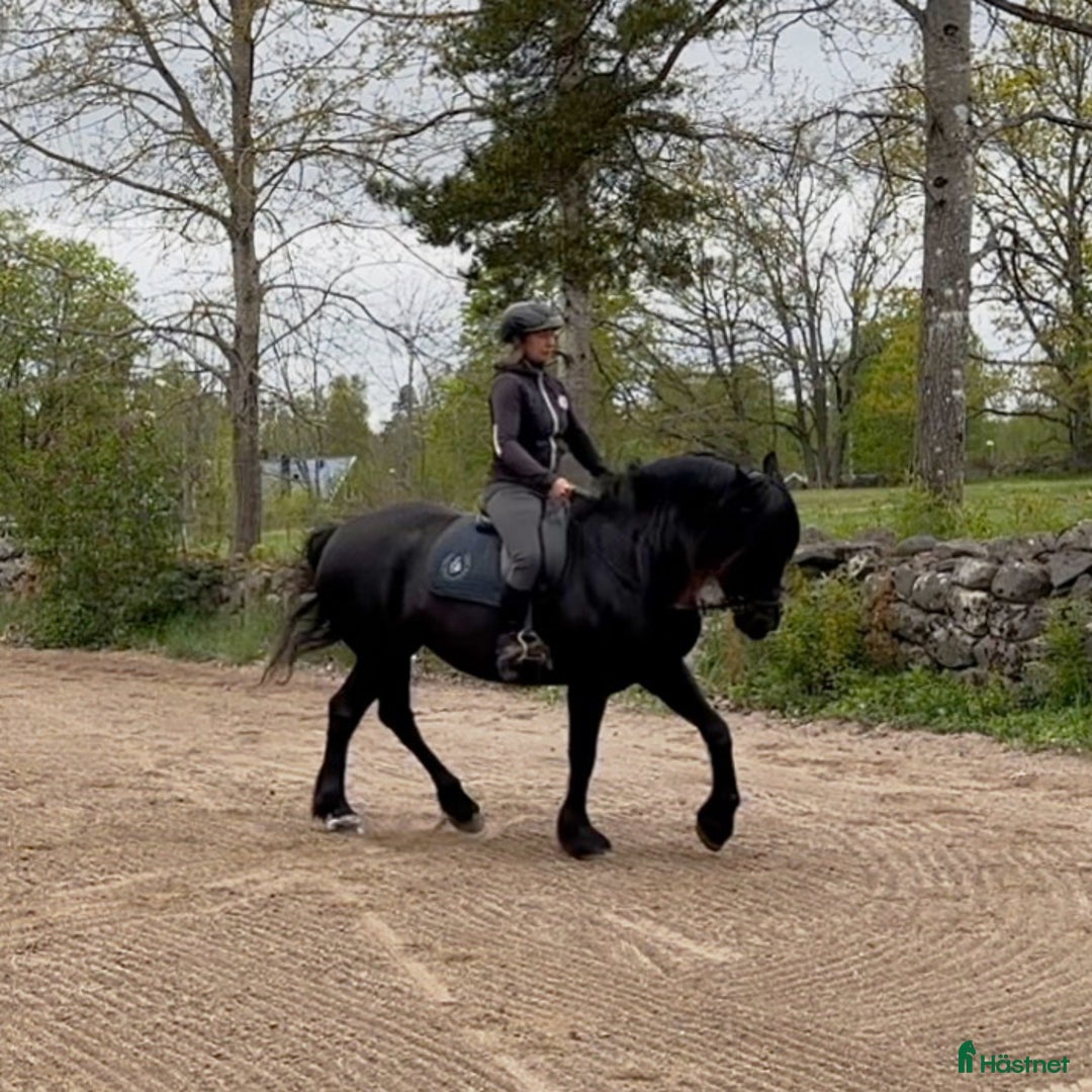  foderhäst finnes: Kallblod söker fodervärd i Göteborg - Annons 5