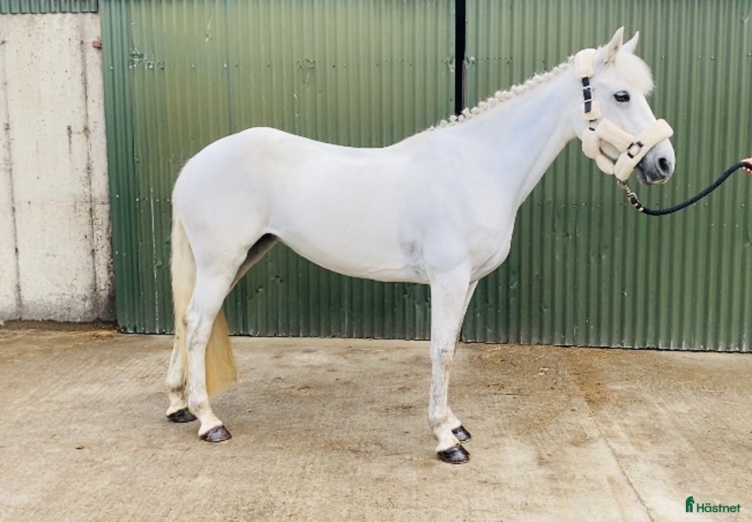 Allround hästar till salu: Selection of Irish ponies i Ljungby - Bild 31