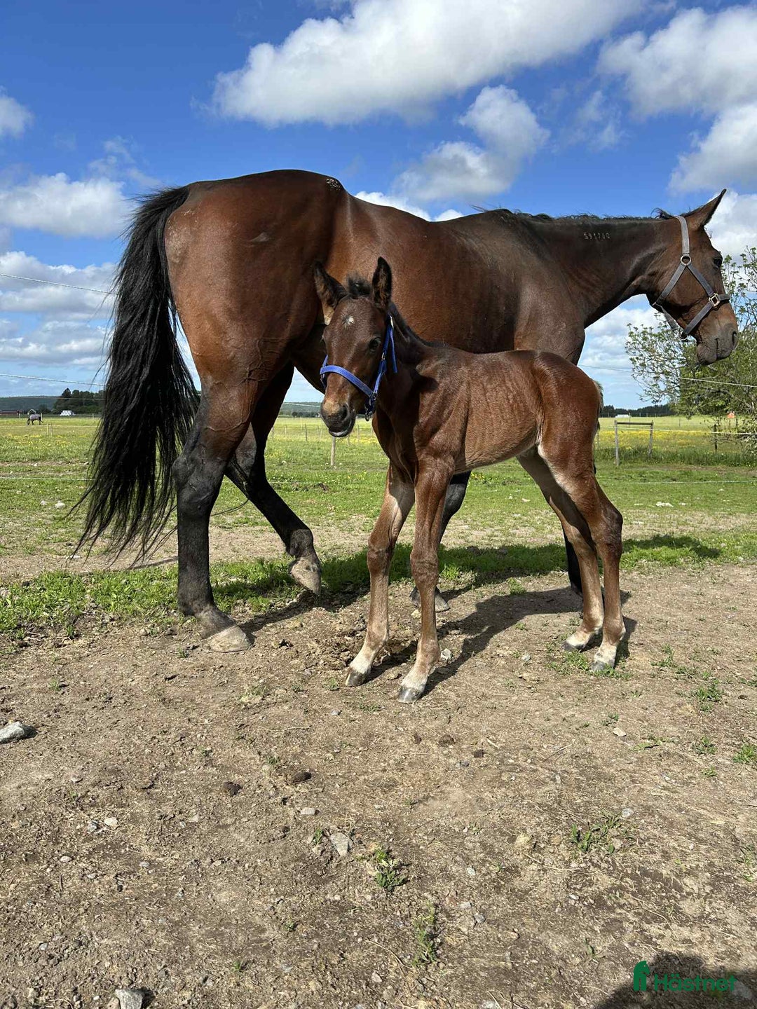 Trav hästar till salu: Sto bortskänkes  i Trollhättan - Annons 2