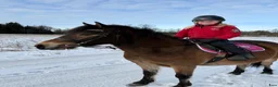 Allround hästar till salu: Två trevliga B-ponnysar söker nytt hem 🐴 i Skara - Annons 3