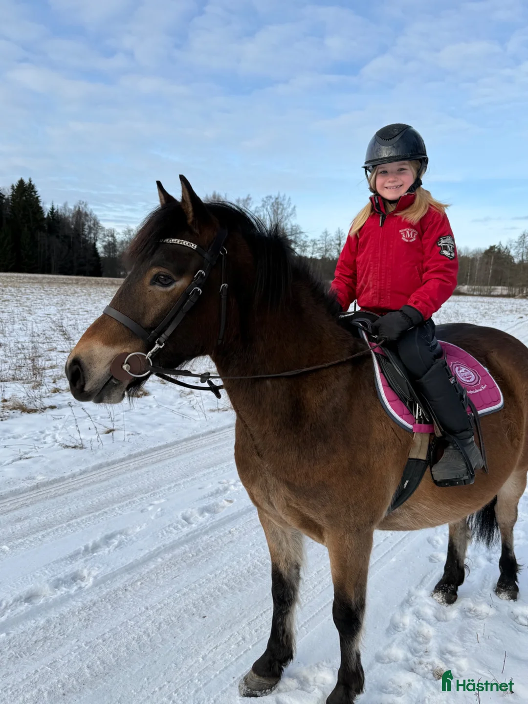 Allround hästar till salu: Två trevliga B-ponnysar söker nytt hem 🐴 i Skara - Annons 3