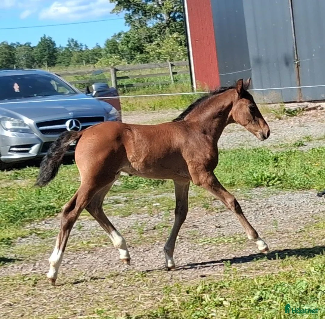 Allround hästar till salu: Unghästar i olika åldrar  - Annons 5