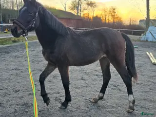 hästar Finaste tjejen med fin dressyr stam ❤️ - Annons 2