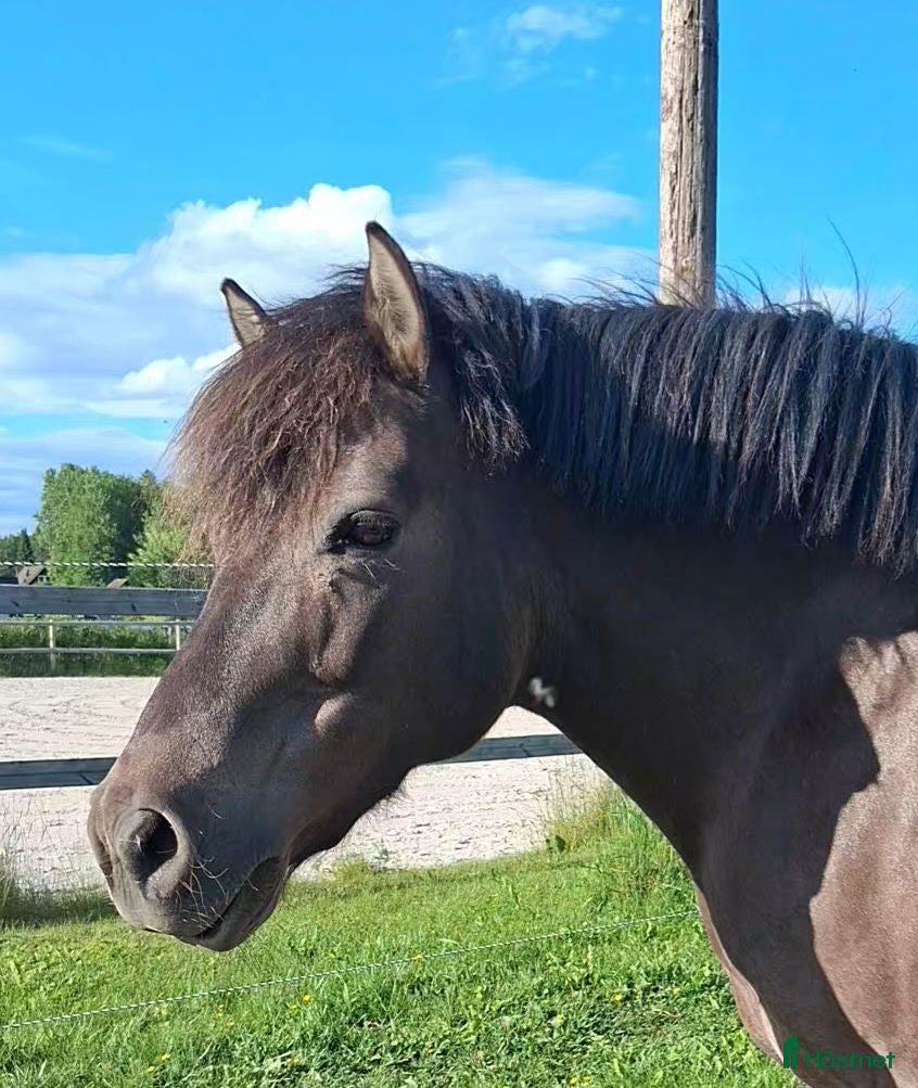 Sällskap hästar till salu: Snäll ponny till sällskap och lättare ridning  - Annons 2