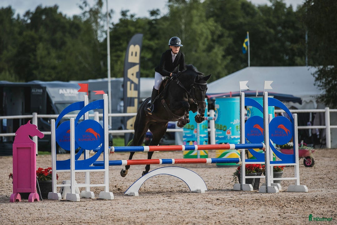 Hoppning hästar till salu: Sportig hopp- eller dressyrhäst i Jonstorp - Annons 3