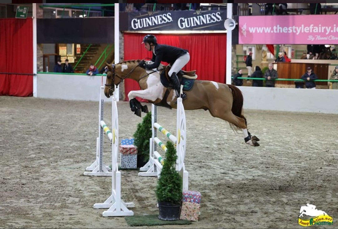 Allround hästar till salu: Unik 7 år valack tävlad 130 felfritt i Finspång - Annons 4