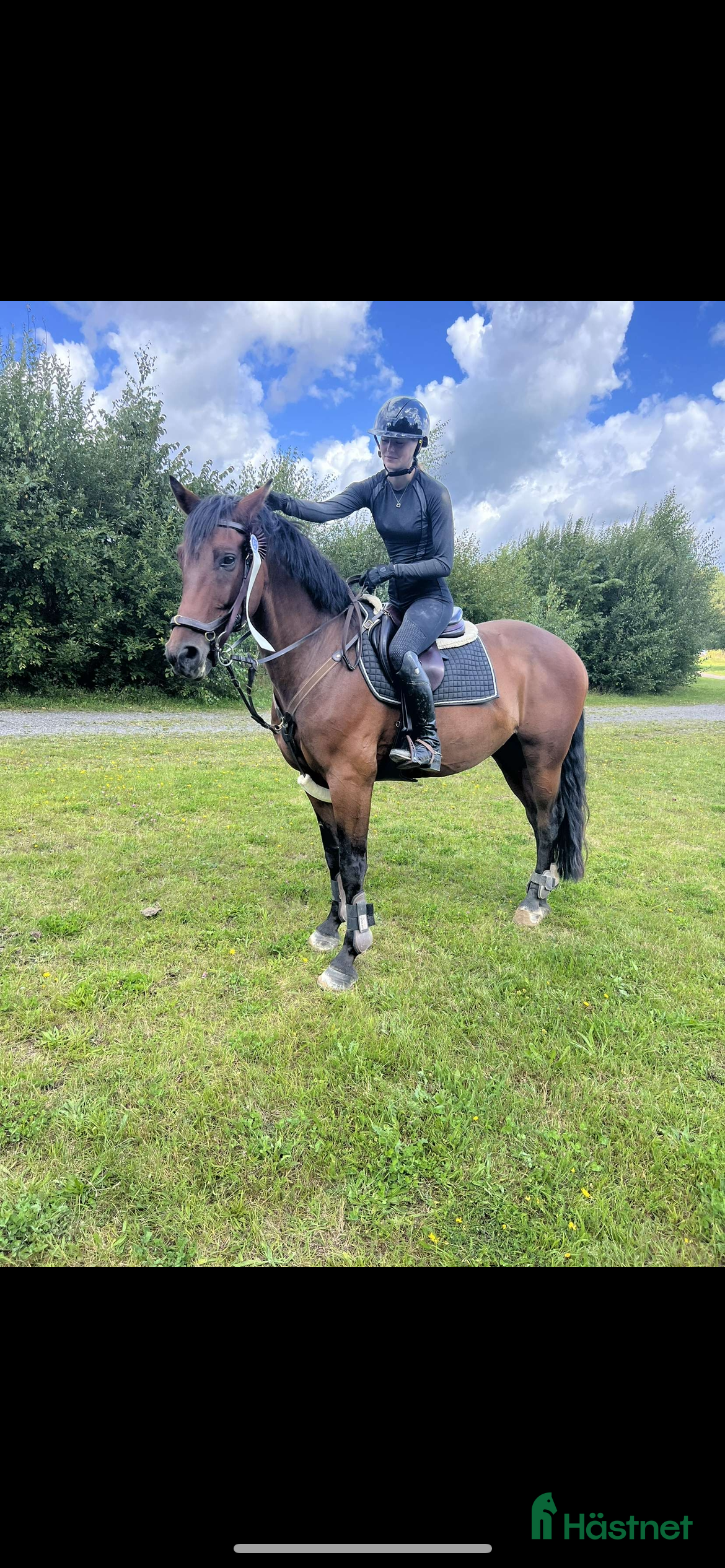  hästar Din nya polle?  - Annons 2