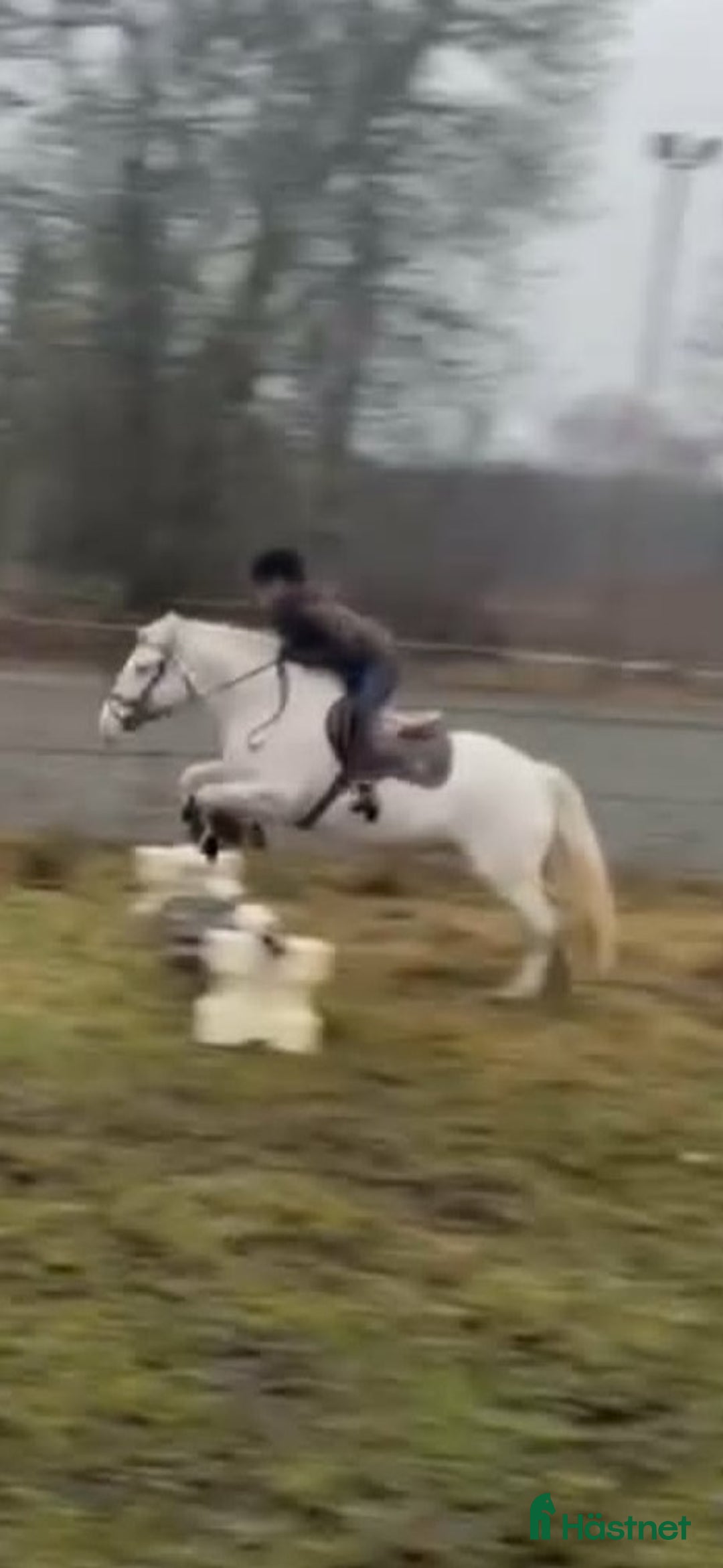 Allround hästar till salu: Trevlig familjeponny i Karlholmsbruk - Annons 3