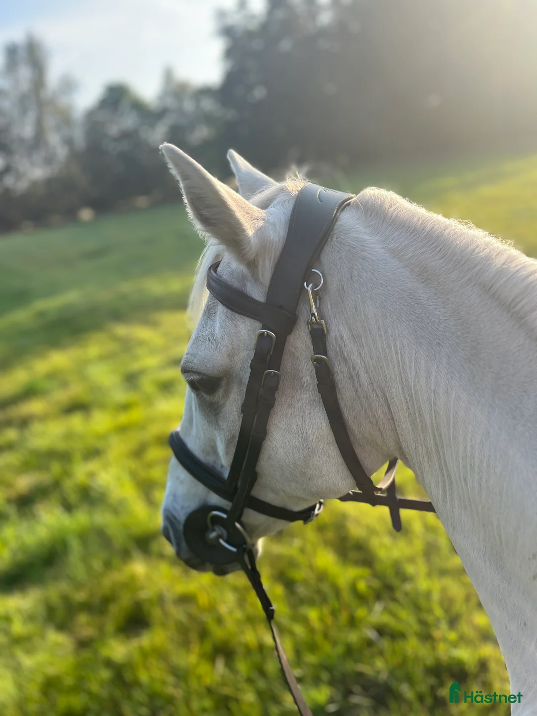 Träns hästutrustning till salu: Dyón träns  i Höör - Annons 2