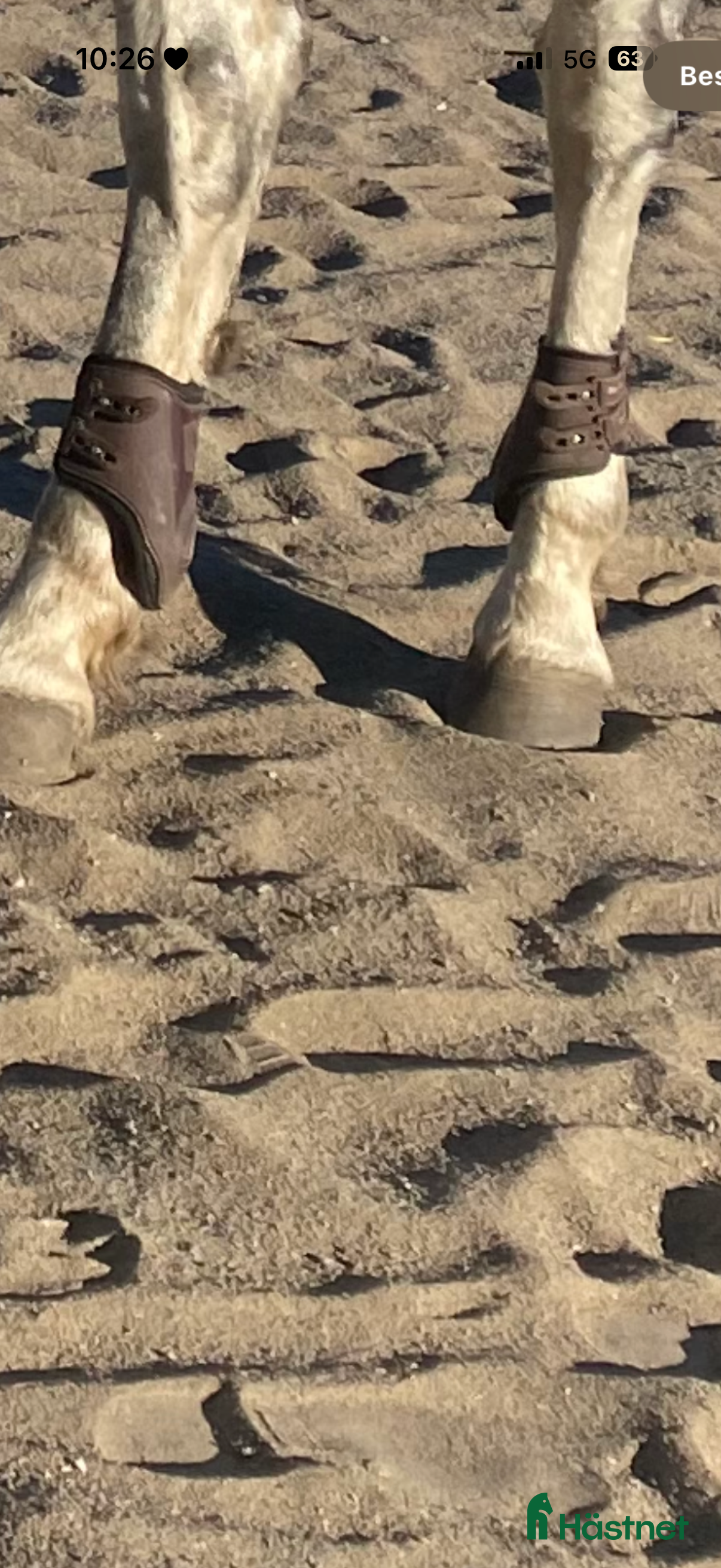 Benskydd hästutrustning till salu: Fina bakskydd till salu  i Piteå - Annons 5