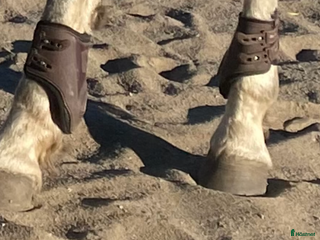 Benskydd hästutrustning till salu: Fina bakskydd till salu i Piteå - Annons 8