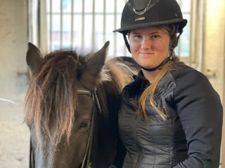 medryttarhäst sökes: Söker medryttarhäst (islandshäst) - Annons 1