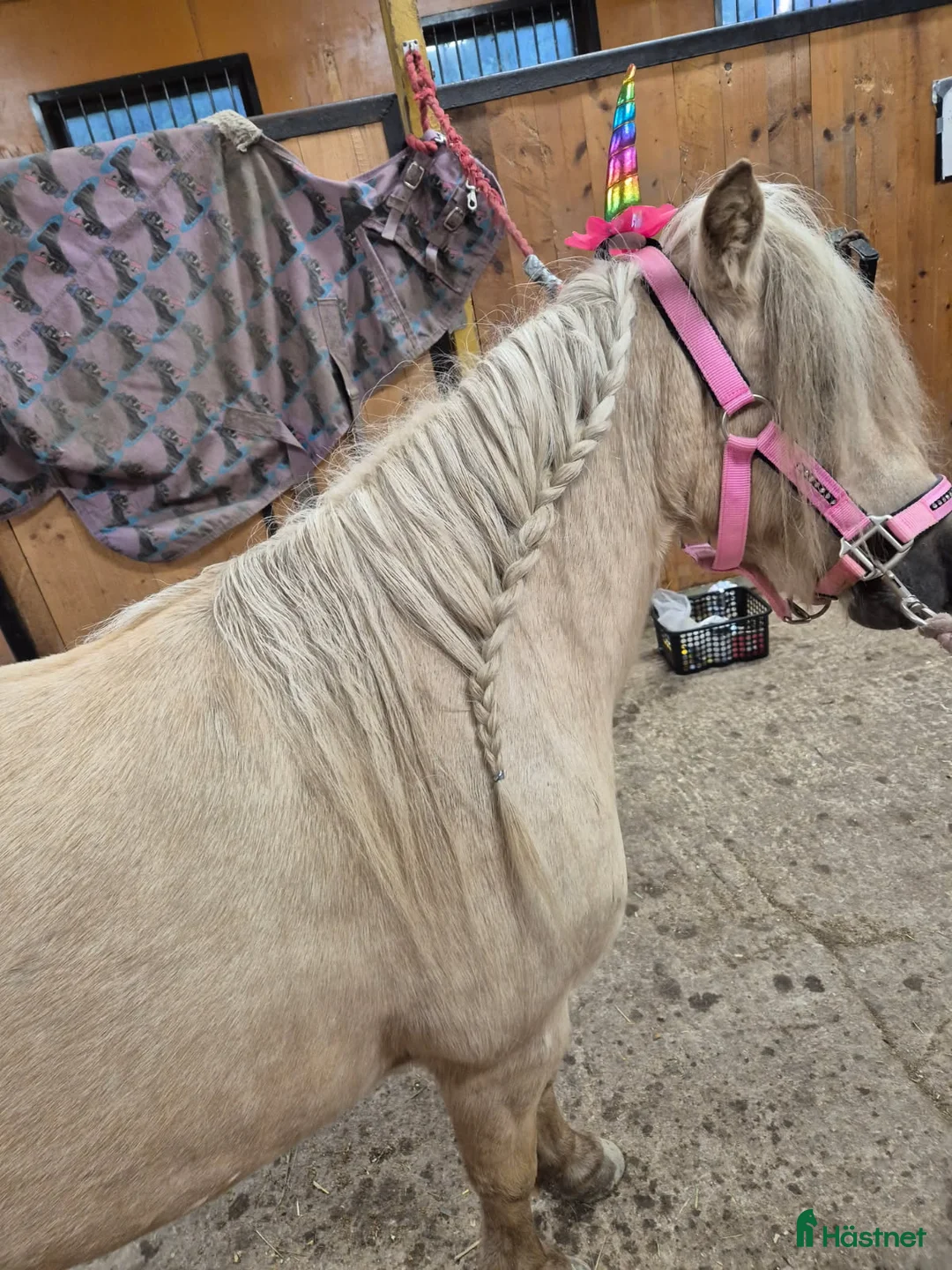 Allround hästar till salu: Sto med personlighet i Bollstabruk - Annons 2