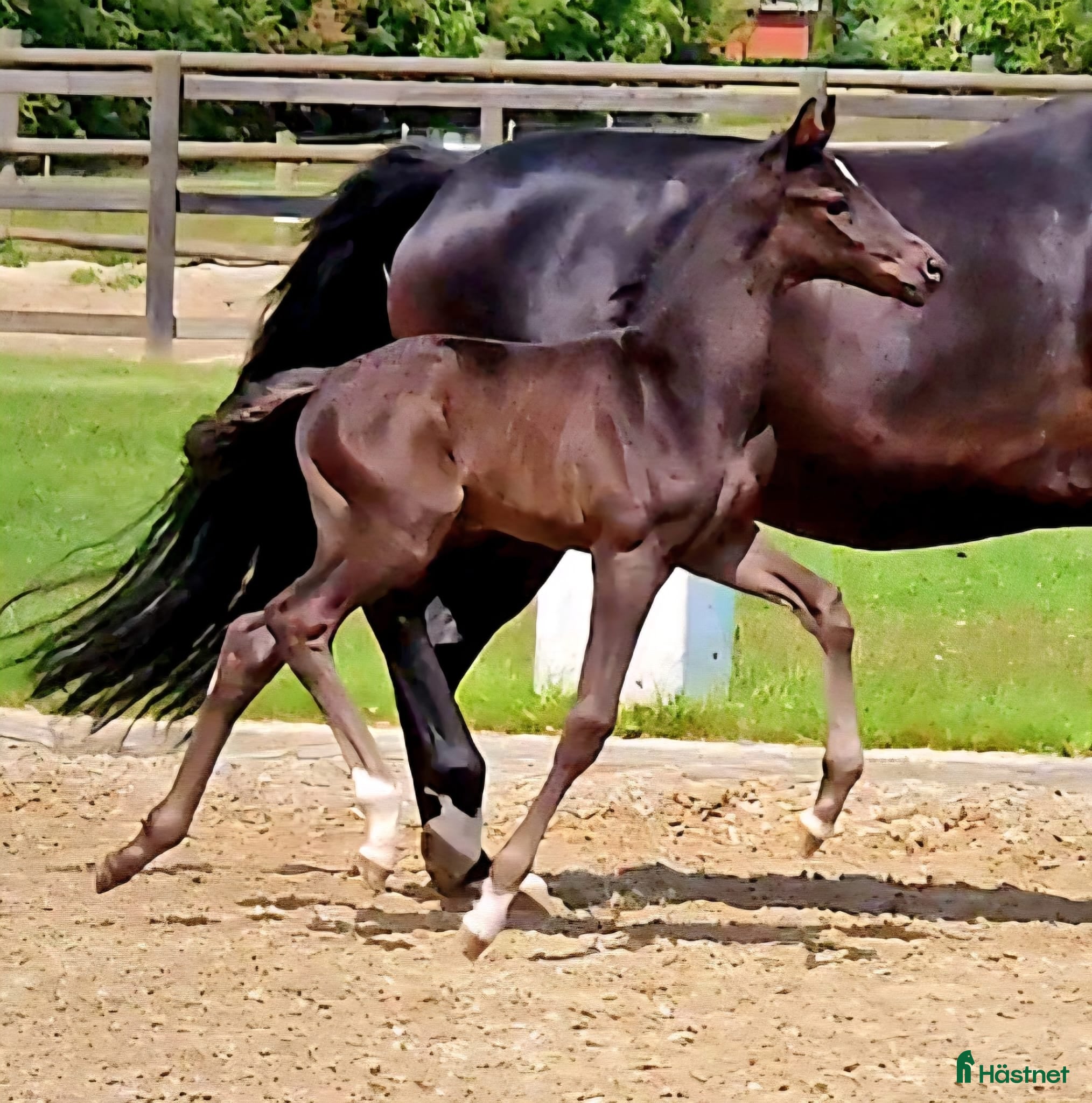  hästar Eminent gold medal dressage foal - Annons 4