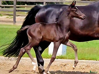 hästar Eminent gold medal dressage foal - Annons 8