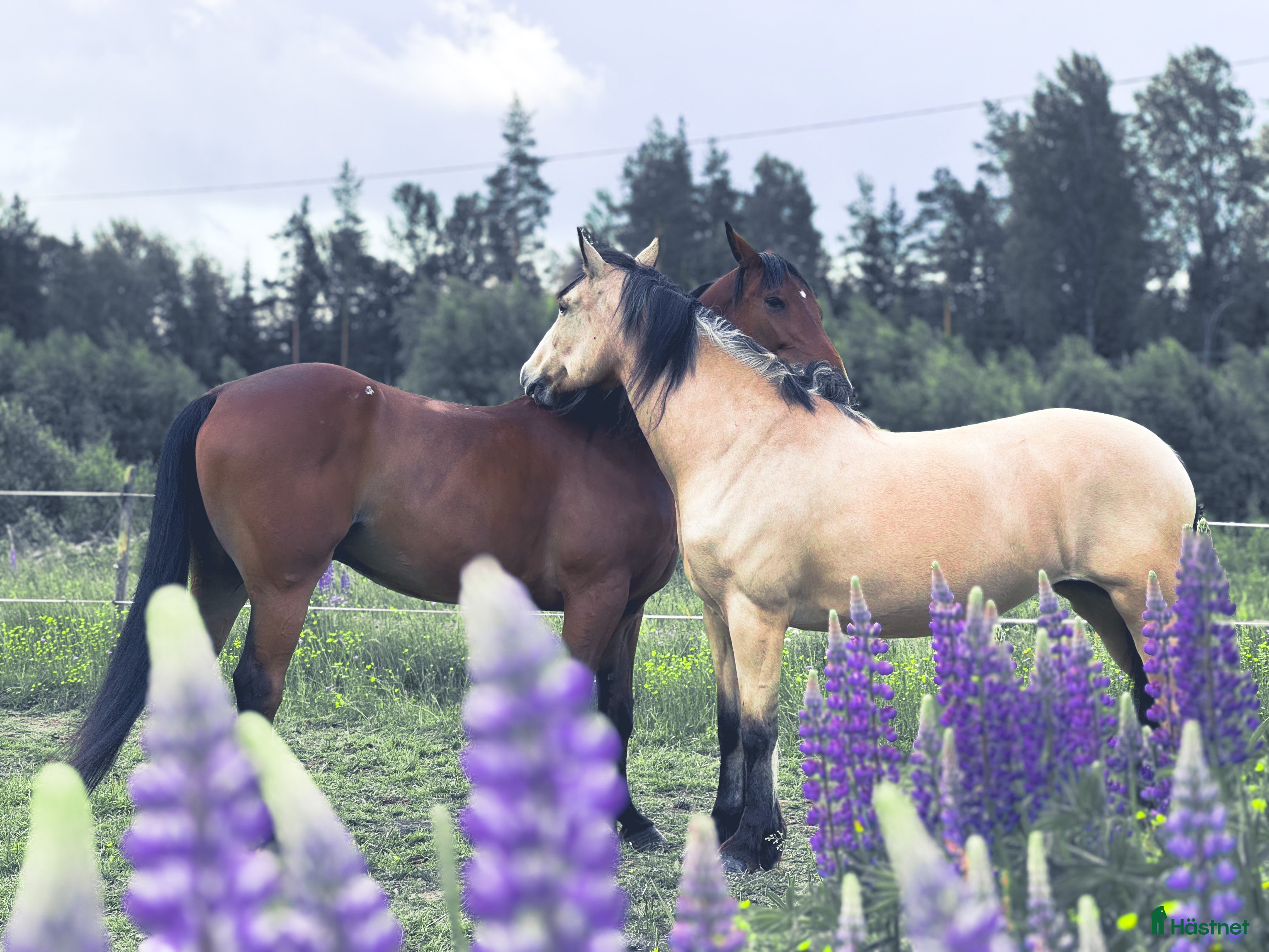  hästar 2 st Ridtravare i Vretstorp - Annons 21