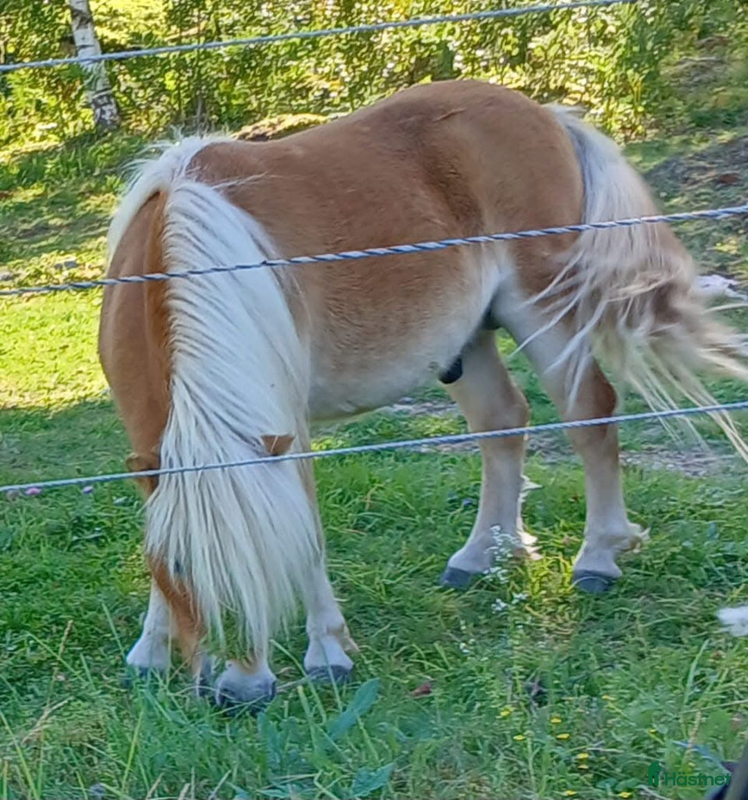 Allround hästar till salu: Shetland Russ Fjord  i Ulrika - Bild 30