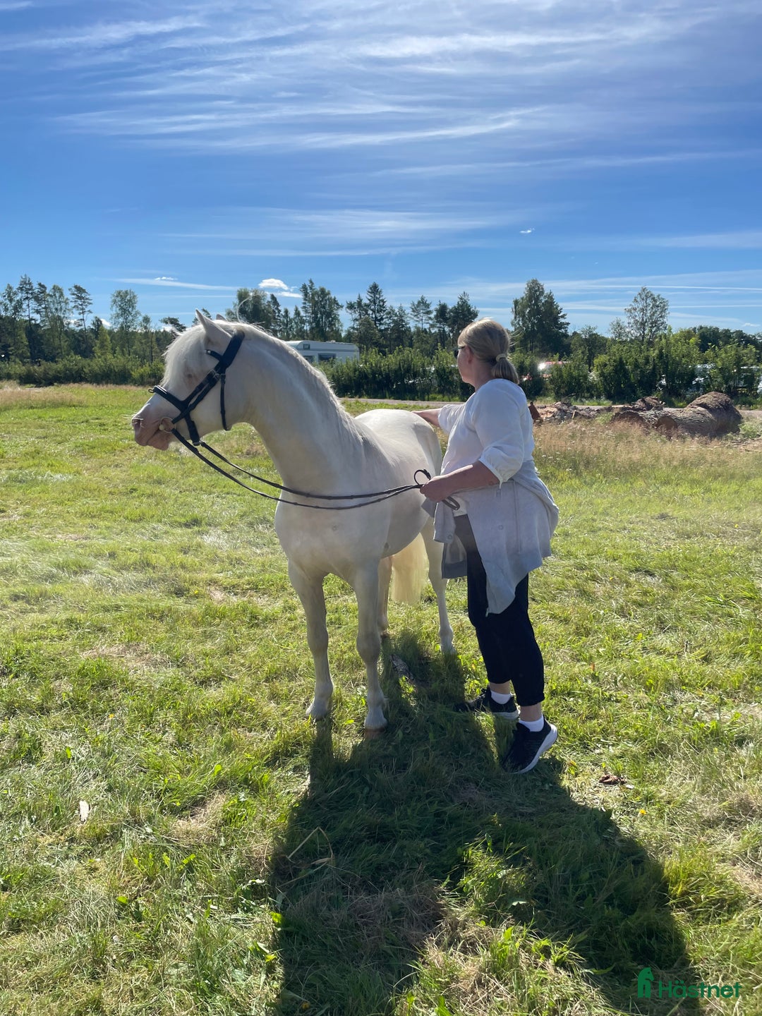 Allround hästar till salu: Blivande treåring, welsh sec B. i Strömsnäsbruk - Annons 7