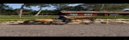 Island hästar till salu: 4årigt sto - Annons 2