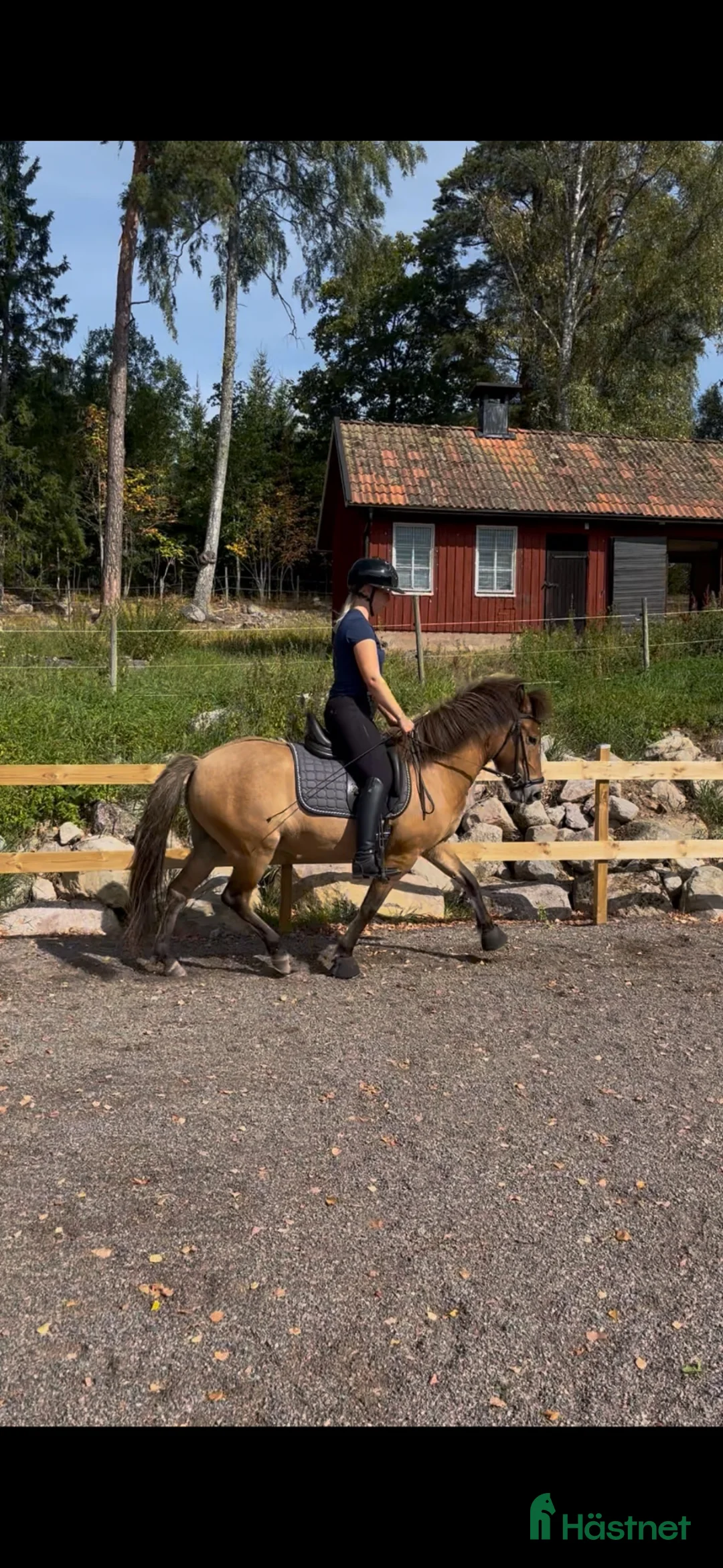 Island hästar till salu: 4årigt sto - Annons 2