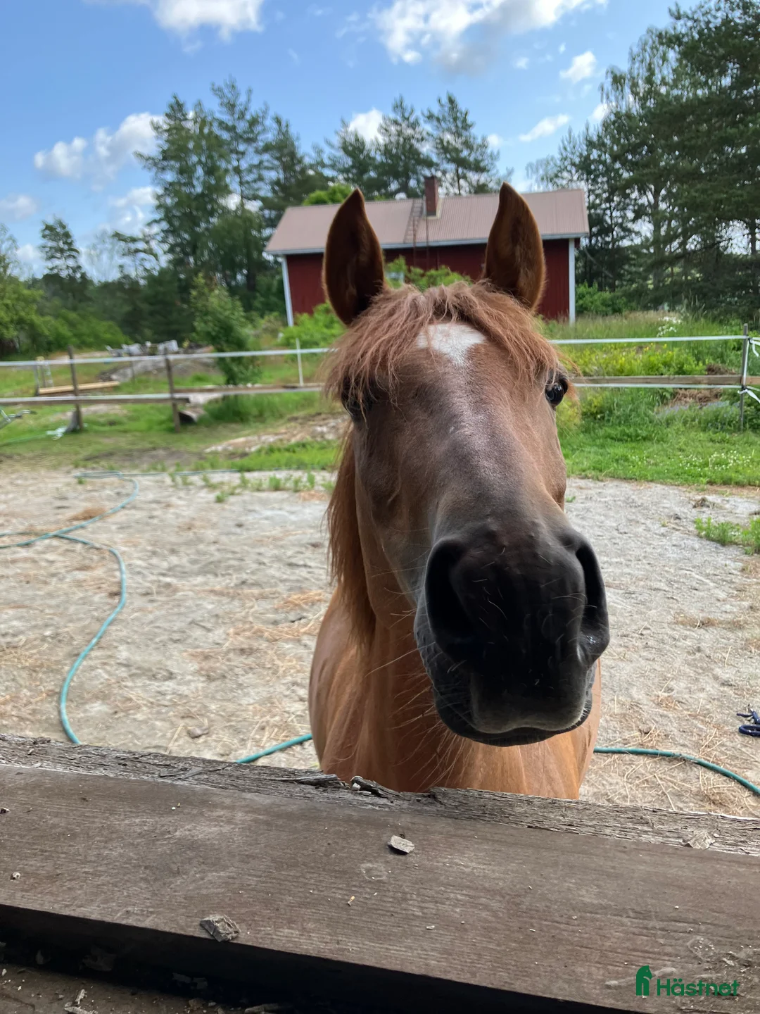 Allround hästar till salu: Trevligt ponnysto i Pargas - Annons 4