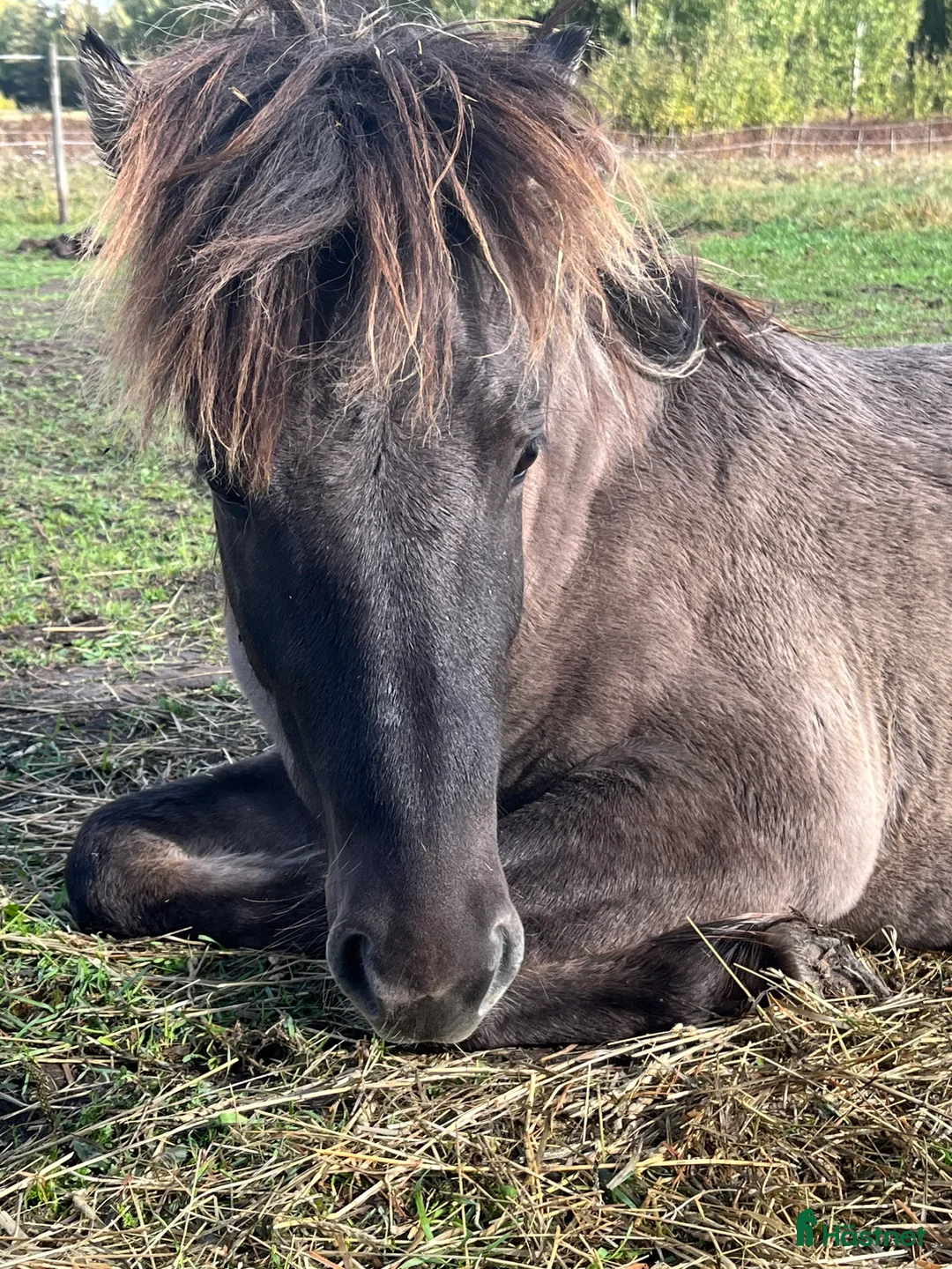 Island hästar till salu: Valack efter Ísar  fra Keldudal) - Annons 11