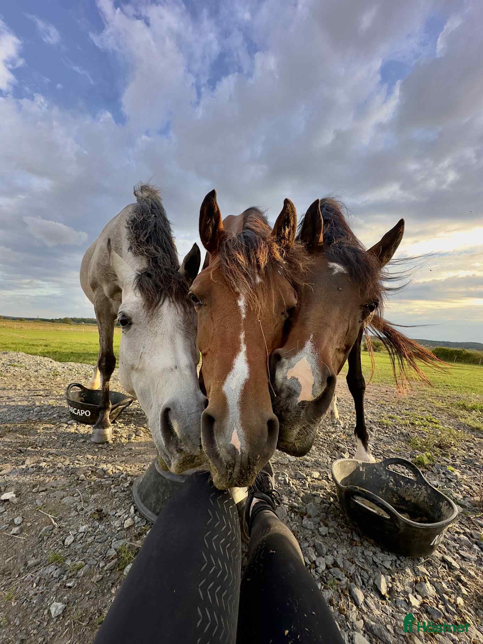  medryttarhäst finnes: Söker medryttare - Annons 19