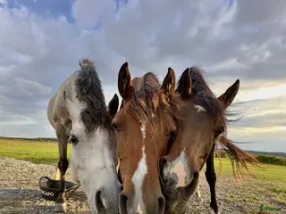medryttarhäst finnes: Söker medryttare - Annons 19