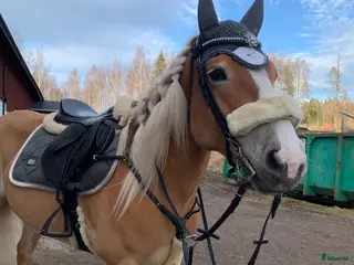 Övrig Hästutrustning hästutrustning ES Silvercloud huva - Annons 1