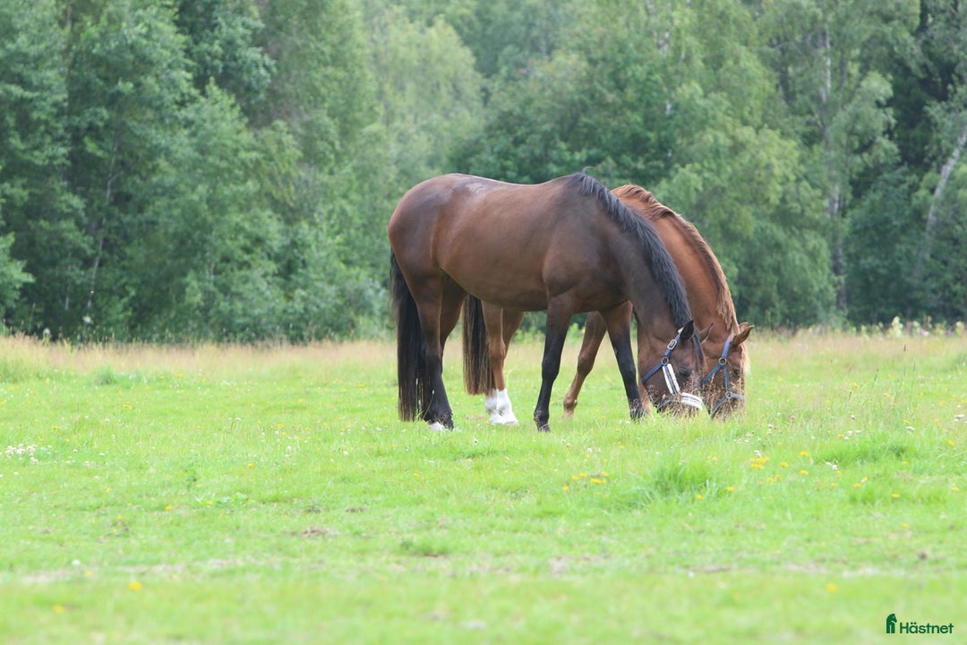  stallplats finnes: Stallplatser nära Umeå i Umeå - Annons 2