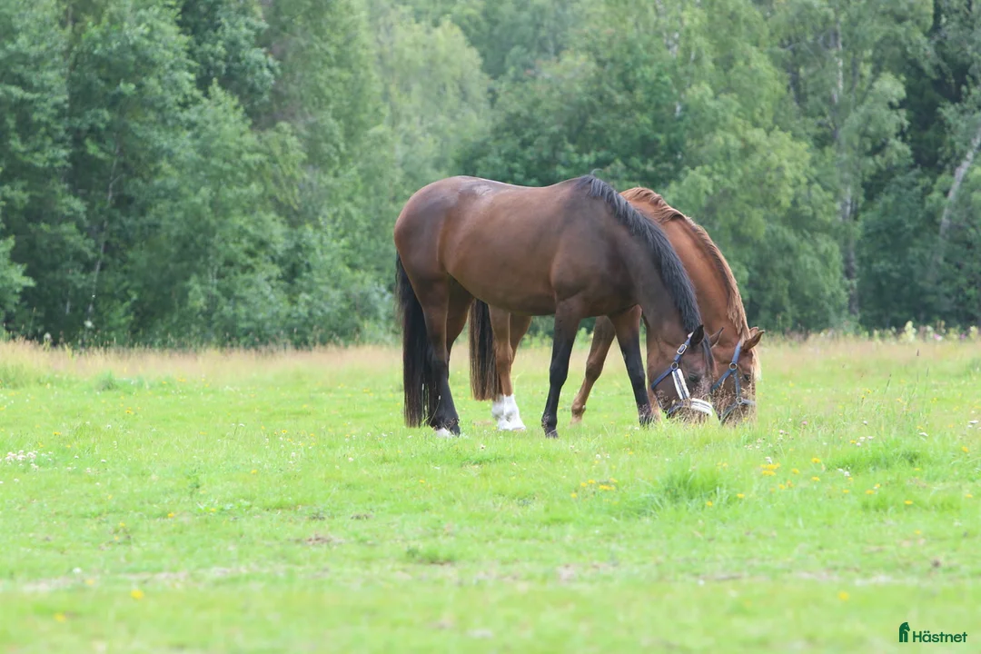  stallplats finnes: Stallplatser nära Umeå i Umeå - Annons 2