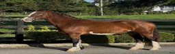 Allround hästar till salu: Stunning Welsh cob - Annons 7
