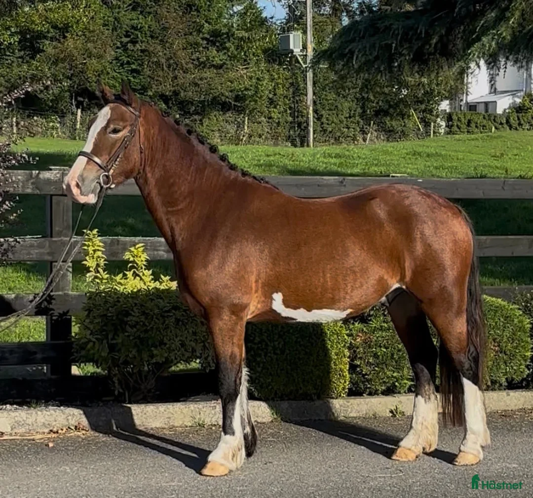 Allround hästar till salu: Stunning Welsh cob - Annons 7