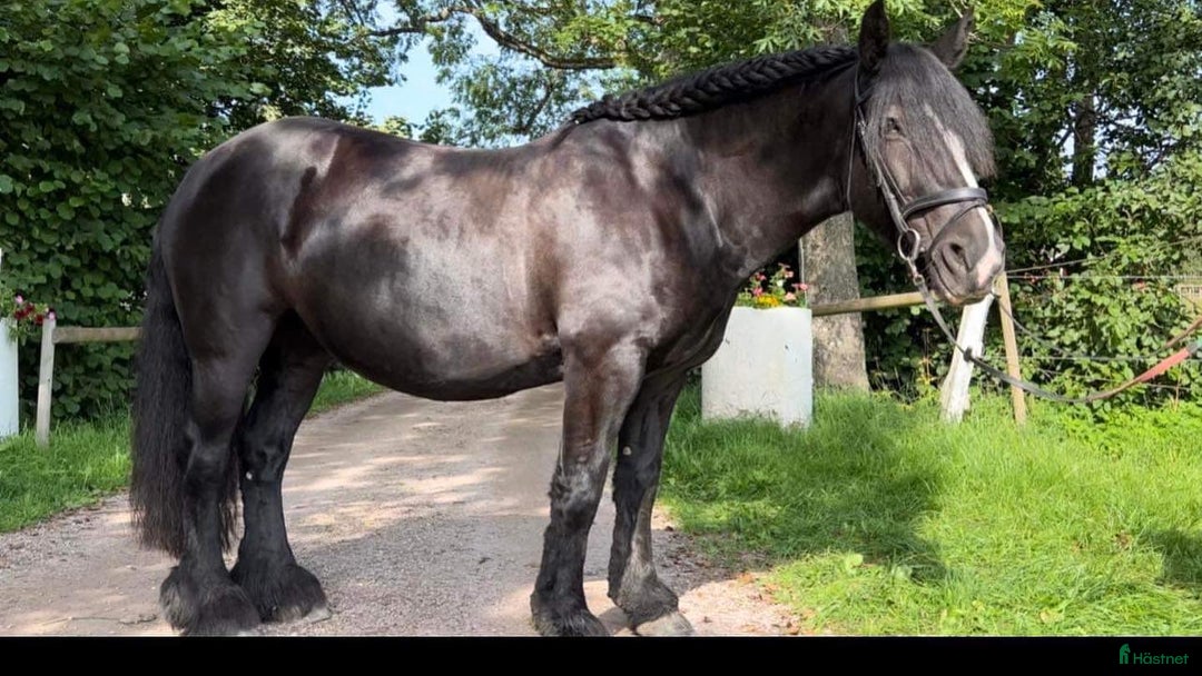 Allround hästar till salu: Super trevlig allround ponny för hobbyridning i Höör - Annons 3