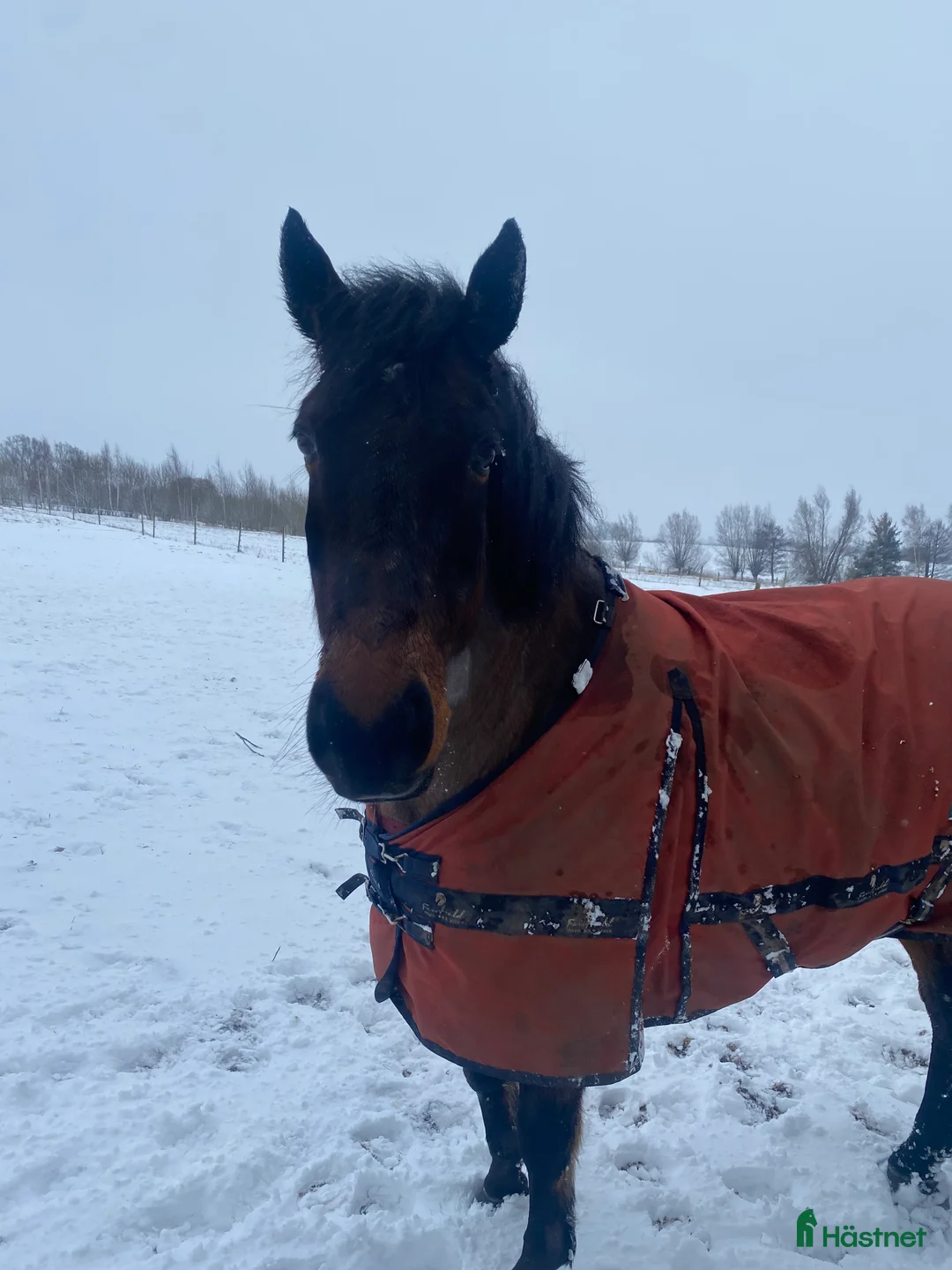 Övrigt hästar till salu: Trevlig valack för lättare ridning  i Eslöv - Annons 3