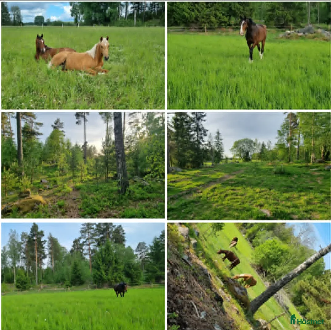  stallplats finnes: Lösdrift för valacker/hingstar - Annons 3