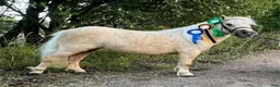 Allround hästar till salu: Fint Minishetlands sto - Annons 2