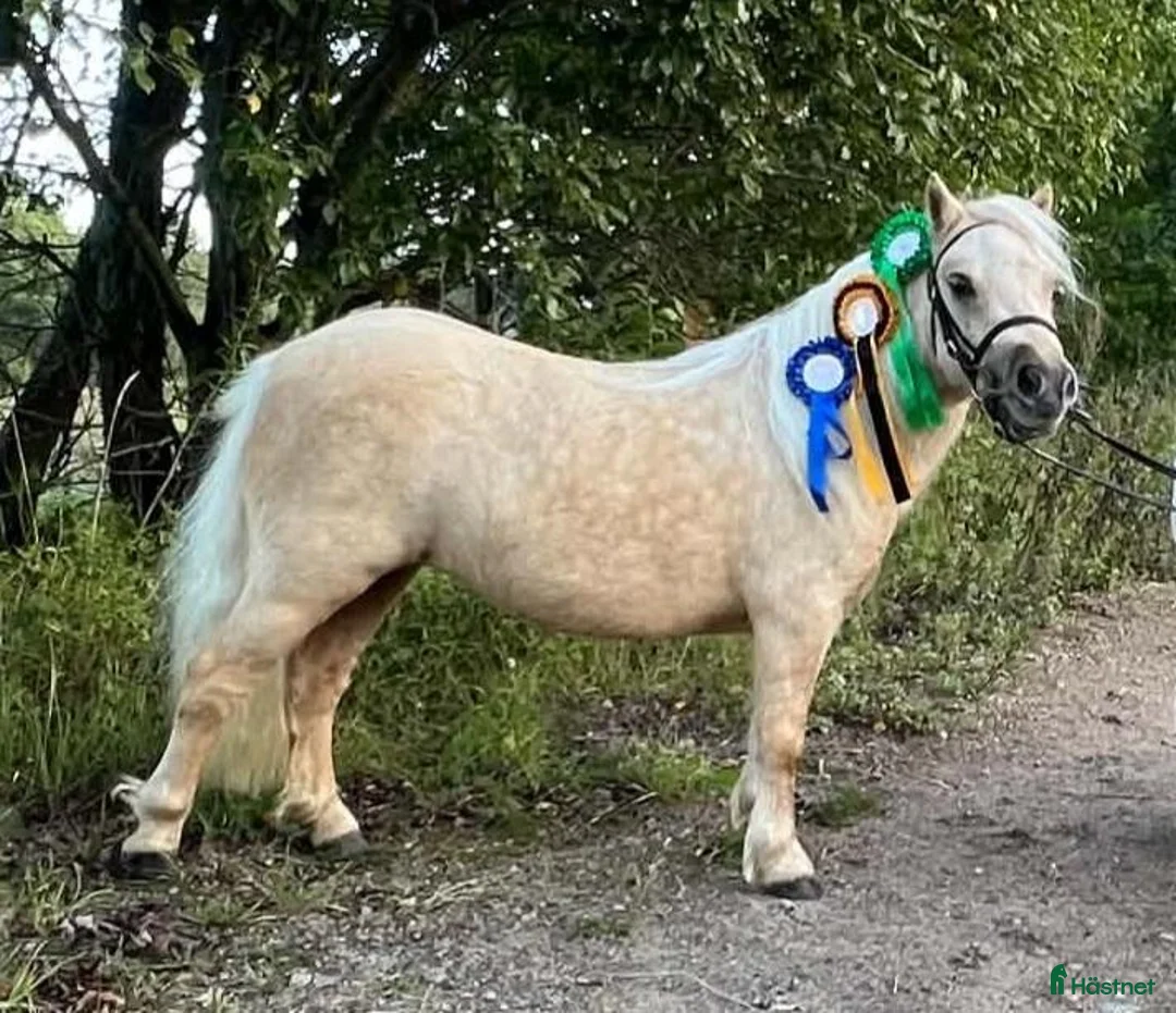 Allround hästar till salu: Fint Minishetlands sto - Annons 2