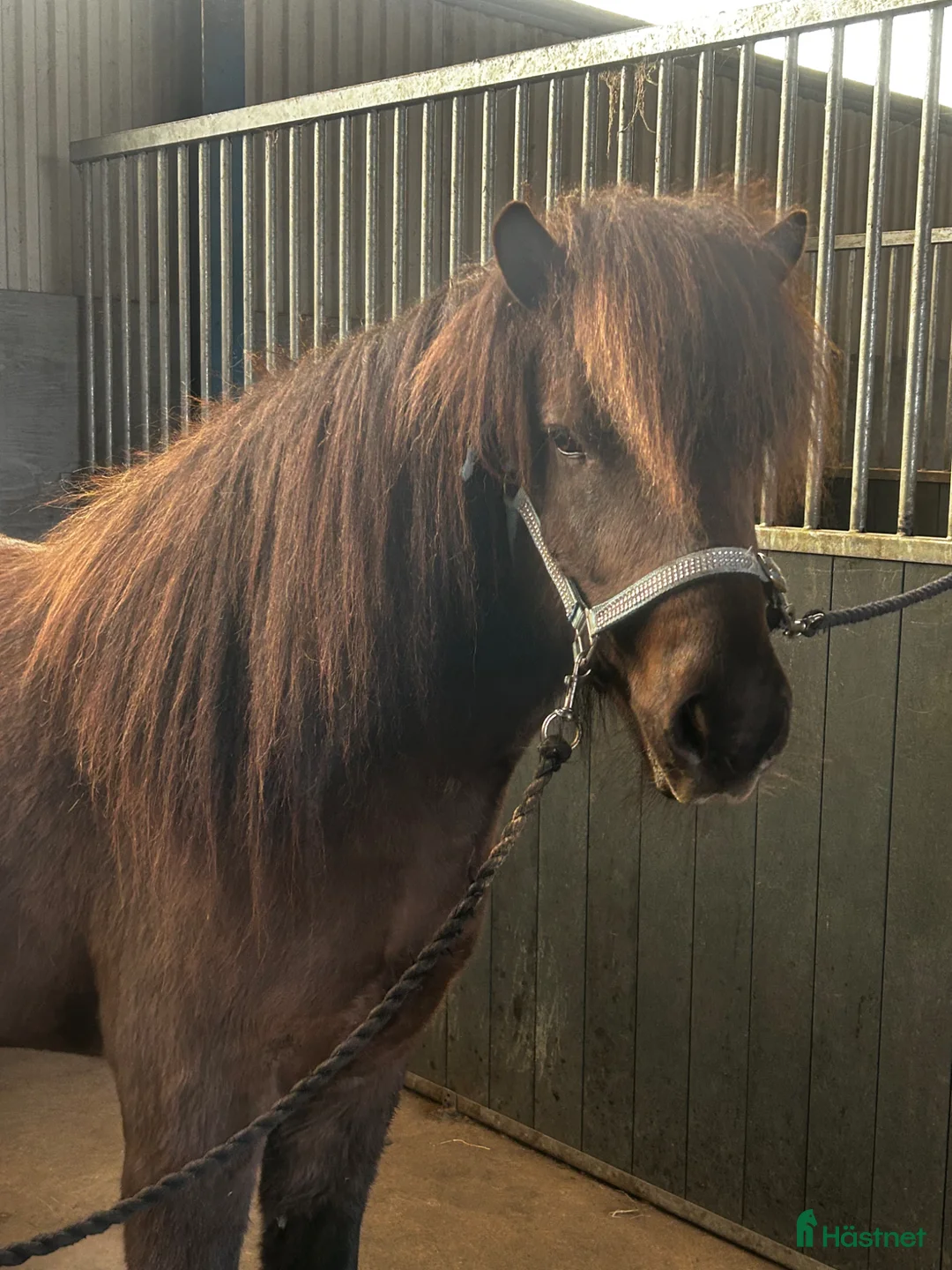 Island hästar till salu: Otroligt charmig kille blivande famhäst - Annons 2